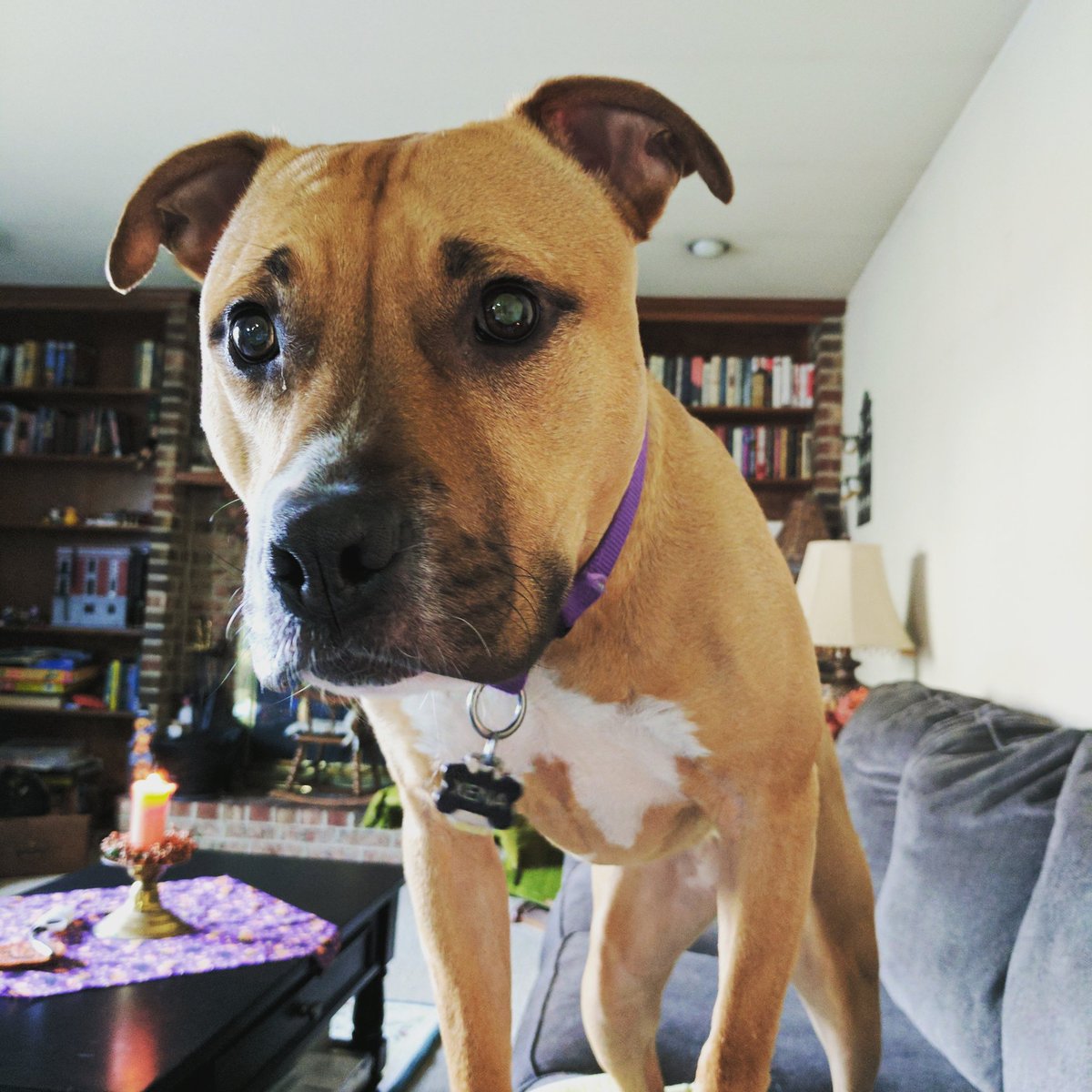 OConnorAndi's tweet photo. You're not trying to work are you? #amwriting #nanowrimo #fantasy #CallToWar #writing #dogs #dogsoftwitter #Pitbulls #doglovers https://t.co/0JRNQ1WEzz