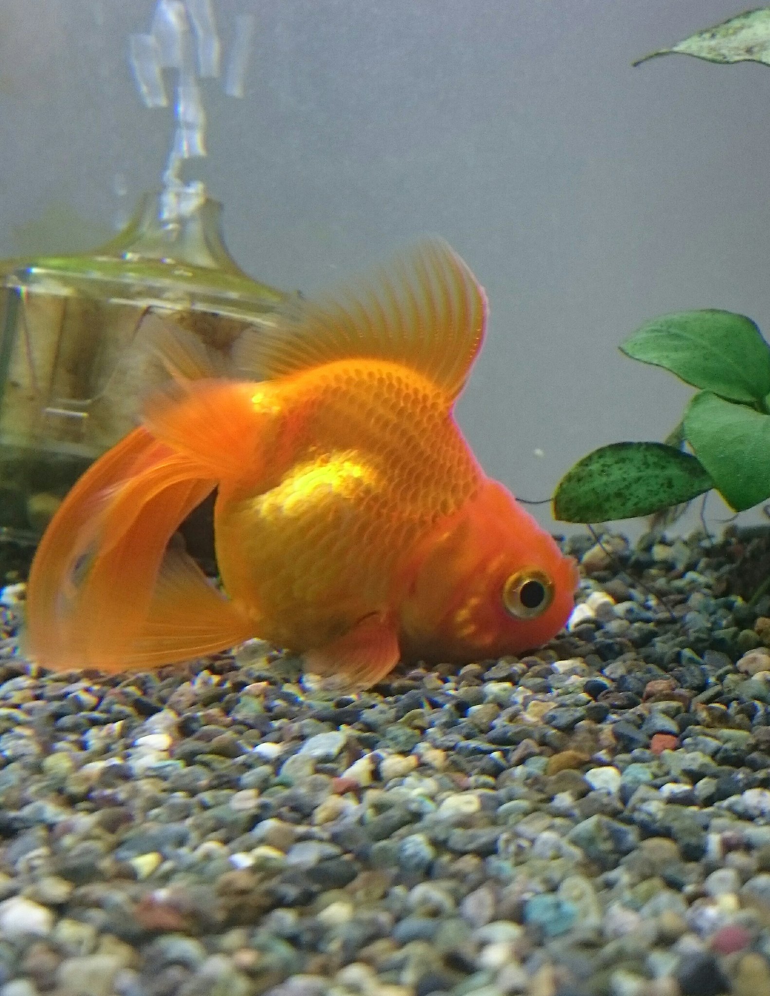 みゆちゃそ オレンジ金魚が我が家に来て今日でちょうど一年になりました 長男がはじめて金魚すくいで掬えた金魚で 最初の一週間は余りにも動かなすぎて大丈夫かって感じだったのが今じゃ丸々太ってきた 相変わらず転覆は直らないし奇形だし餌探す時