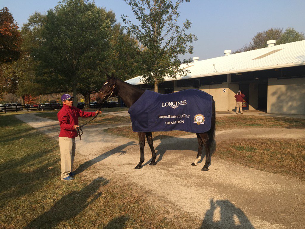 TaylorMadeMark's tweet image. STOPCHARGINGMARIA looking good! #BCDistaff
