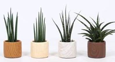 fachjanbv's tweet photo. *NIEUW* Zeer positieve reacties ontvangen tijdens de Trade Fair &amp; vanaf 9-11 leverbaar: Sansevieria luxe mix in timber pot. @FloraXchange https://t.co/8zlWrs8xk3