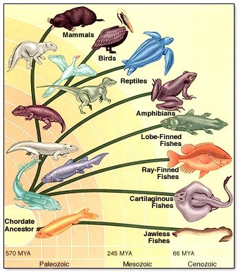 В какой последовательности появлялись животные. Филогенетическое Древо хордовых животных. Эволюционное дерево рыб. Эволюционное Древо позвоночных. Происхождение рыб схема.