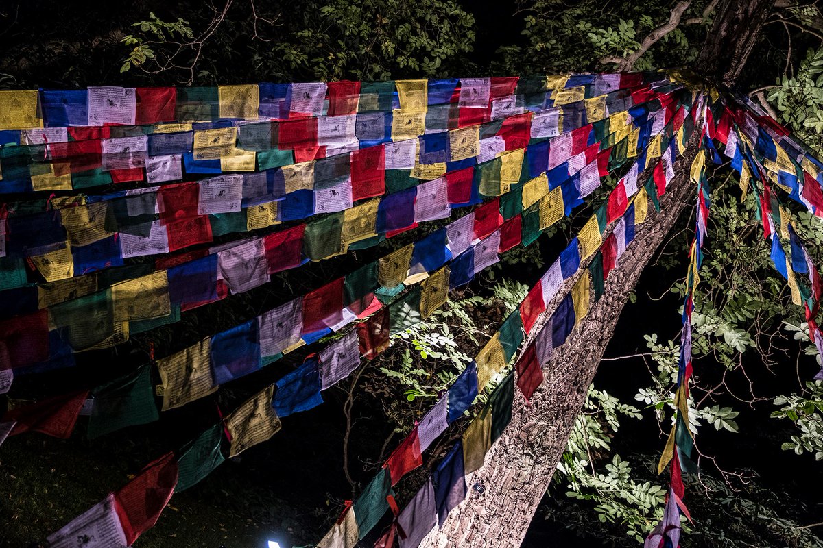 TheBotanics's tweet image. Over 42k visitors came to @BotanicLights 2016! Tickets sold will help fund our  @RBGE_Science work. Thank you &amp;amp; see you next year!