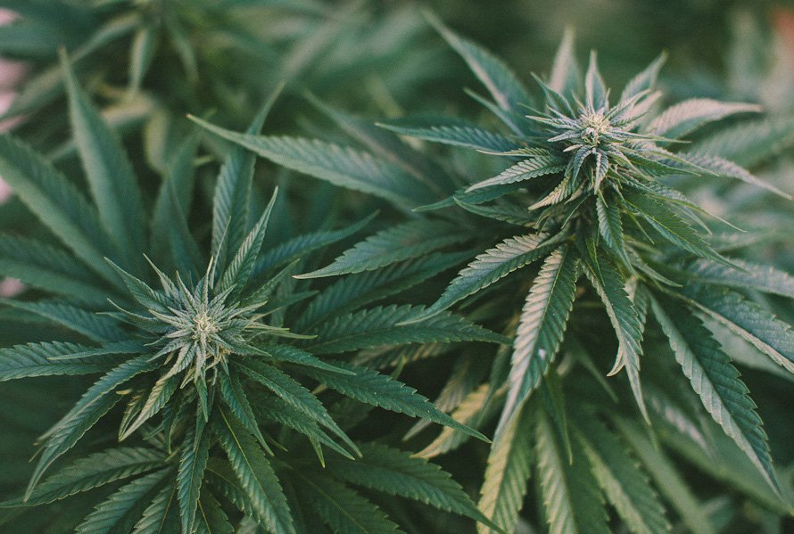 Marley Natural tweet media