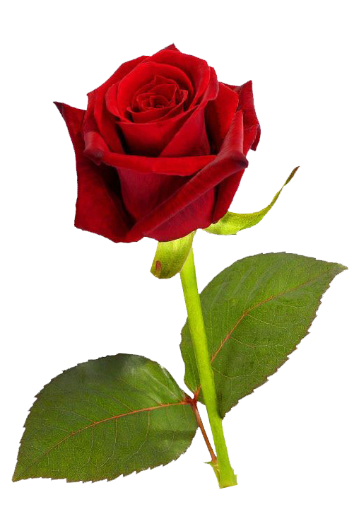 RosedeMalmaison's tweet photo. HAPPY NAME DAY! November 7
♡HRM KING MICHAEL OF ROMANIA♡
♡King Of Hearts♡
♡The People's King♡
☆Star Of Hope☆
♡My Hero♡
♡LONG LIVE THE KING!♡ https://t.co/mCDwZKb992