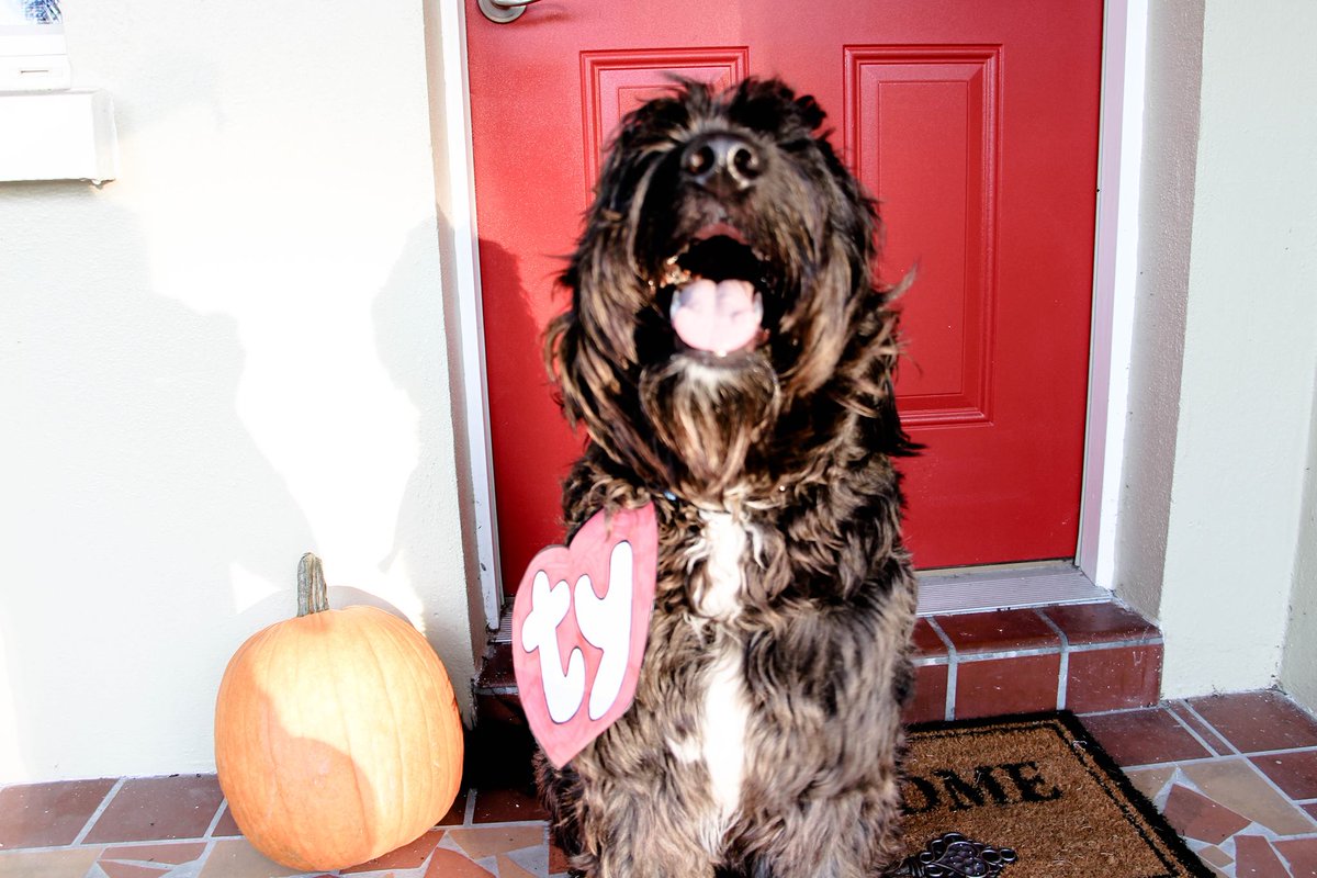 Late post, but check out our Beau's #Halloween costume! What was your #puppy's costume this year? #Labradoodle #Costume