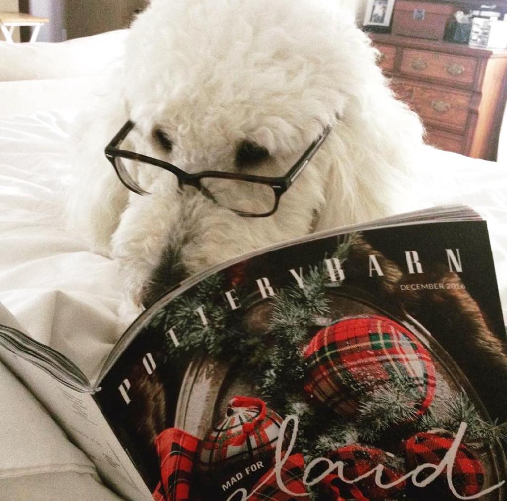 potterybarn's tweet photo. We think we'll follow Tommy's lead & leaf through our new catalog today, too. https://t.co/vXWJ19Rfp8 #mypotterybarn #pbpet https://t.co/UrIilxvzob