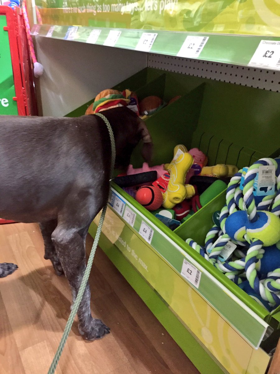 KnotweedDogs's tweet photo. 1/3 Took Pep birthday shopping.....we looked at toys & clothes!!.....@PetsatHome https://t.co/jvrujvtewo