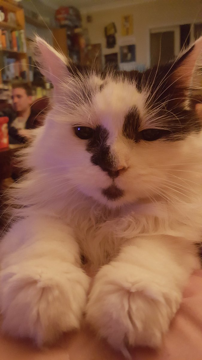 PrincessLizy89's tweet photo. Hey Vest, how I've missed you ! #crazycatlady https://t.co/DyoYWQCMvq