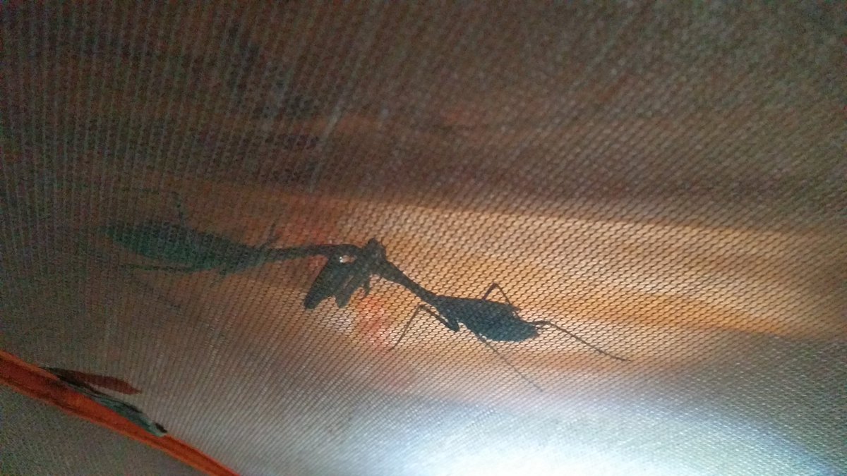 FOESAD5150's tweet photo. #mating #prayingmantis #gaurdian of our #tent #trimscene #nature our #outdoors #roommate #trimcamp #tentmate #sikystatus #DetritusProd #1620 https://t.co/JkAZgpTAHD