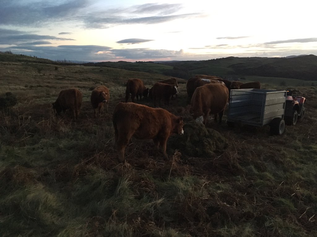 NickBuckley3's tweet photo. Lovely evening to be out checking the cows #simluing #Farm365 https://t.co/BOND7uUnrL