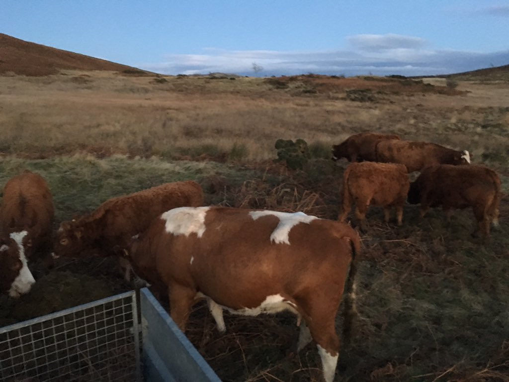 NickBuckley3's tweet photo. Lovely evening to be out checking the cows #simluing #Farm365 https://t.co/BOND7uUnrL