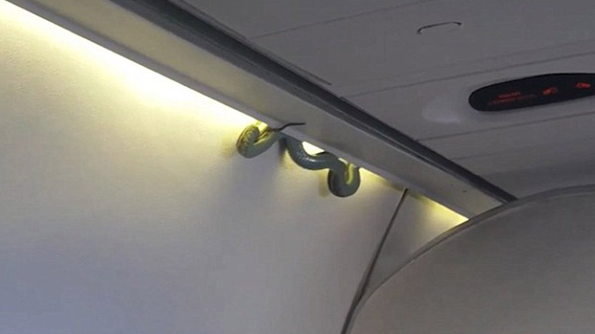 Panic erupts after #snake drops from plane's overhead bin bit.ly/2fy266B?utm_me… https://t.co/0vZar6UNJ0