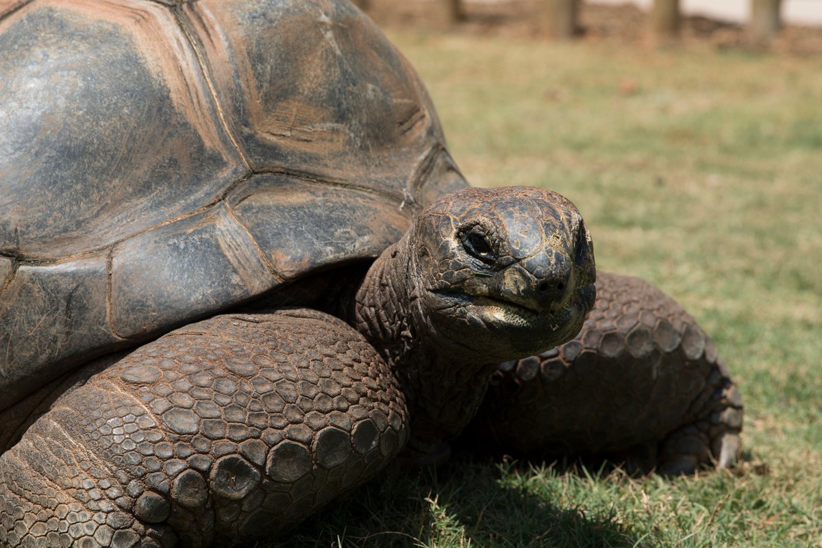 Shuffles1965's tweet image. Thank … you … so much.
…
I am… honored to become … the …
… Prezoodent. 
Time … to celebrate … with … 
a salad … 
#Zoolection