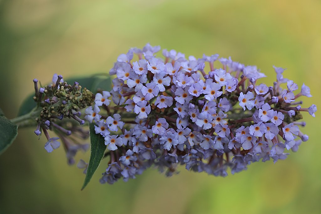 The Buddleja has started flowering again. #flowers #garden #Autumn inthegarden.nl/birds/the-beau…