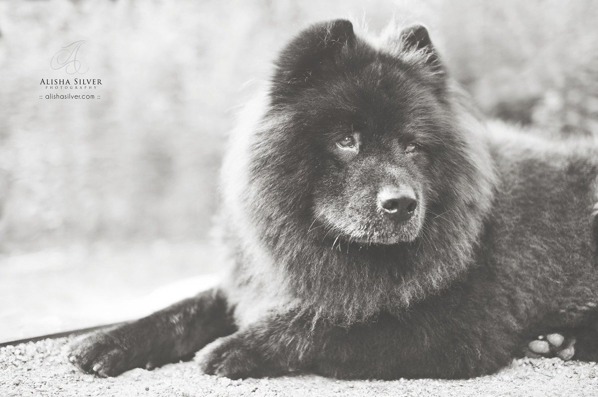 PawtraitPerfect's tweet image. Love these tips from photographer Alisha Silver on the site! Check out the article here buff.ly/2eaZ0aA #petphotography #doglover