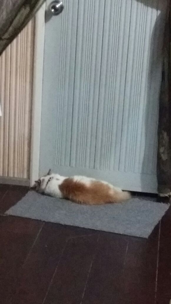 afiqjack's tweet photo. I usually sleep with my cat &amp; she tot that i was in the room, and waited outside waiting for me open the door. She doesnt know im 150km away https://t.co/9RWj7gqLMi