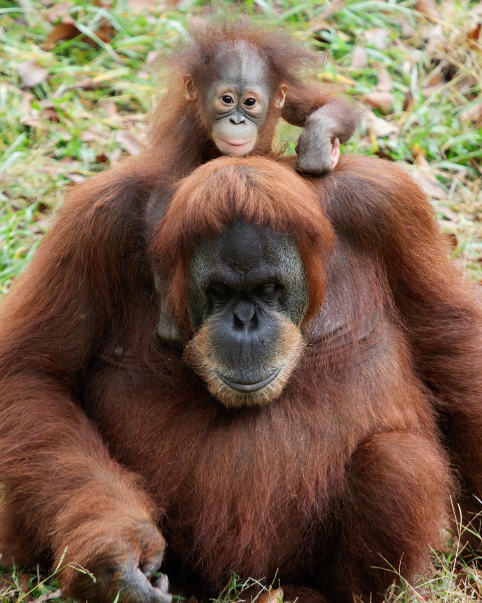 MaduOrang's tweet image. I might love fruit, but I frown upon sour grapes. I concede and accept the election of @Shuffles1965 as President. Thanks for all the votes!