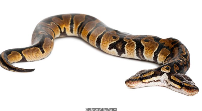 ibcnetwork_'s tweet photo. 🐍 What on earth!! Two headed animals are actually a real thing. Can you actually believe it? We can't.  😲😲 #IBC https://t.co/2W6YWy0sKn