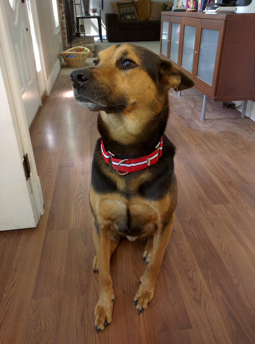 Ash looks very proud of his new Striped Martingale Dog Collar! #dogcollar #myifitbarks
See what Ash is wearing: bit.ly/2eEaVvq