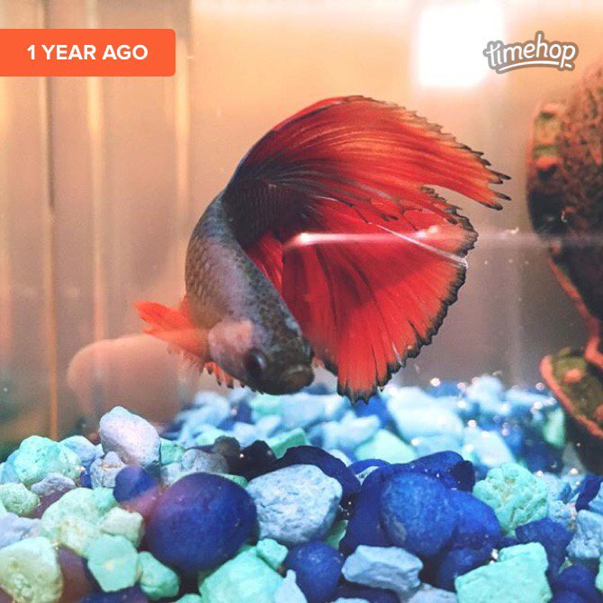 iickynikki's tweet photo. #fishdepression https://t.co/M7TmiQiRUm