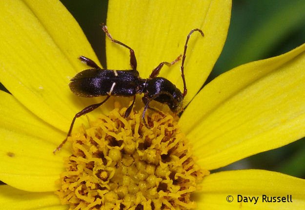 BugHavenBlog's tweet image. The Euderces picipes (a long-horned beetle in the family Cerambycidae) has a distinctive ant-like appearance, especially on yellow flowers.