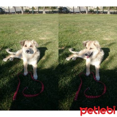 petlebi's tweet photo. #Ankara #Köpek Gerı Sokağa Dönmesin Lütfen  Ömürlük #Yuva!! https://t.co/Z7TkycZ6T7 https://t.co/CfR72DubHv