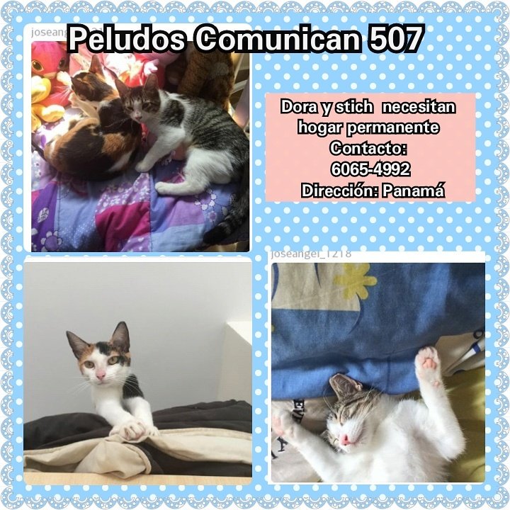 Dora y stich son gatitas que necesitan ser adoptadas por partida doble se encuentran castradas ayudanos a pasar la voz <a href="/PetsWorldMag/">Pets World Magazine</a>