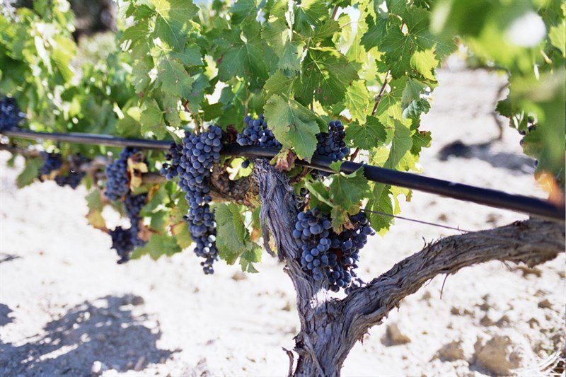 Máis de 300 caldos compiten en Ourense polo mellor tempranillo do mundo bit.ly/2fsVHuv