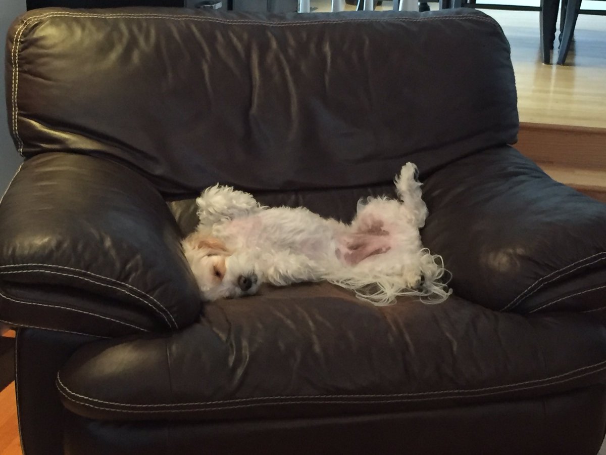 russellwestcott's tweet photo. Sometimes how you feel the day after a #acre2016 conference https://t.co/PKhlqguQC8