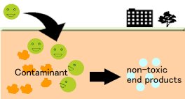 #Bioremediation – are you familiar with the process? And with #landscaping solutions which can help? hubs.ly/H055vZ20