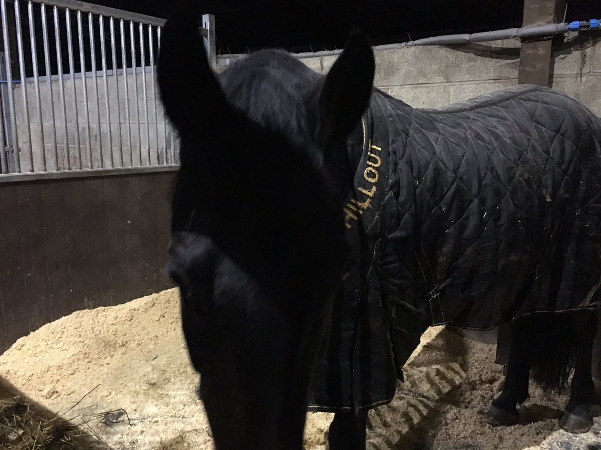 Ordered a replacement <a href="/ChilloutHorsewr/">Chillout Horsewear</a> rug for my baby tonight :) tried to tell her but she was too busy eating