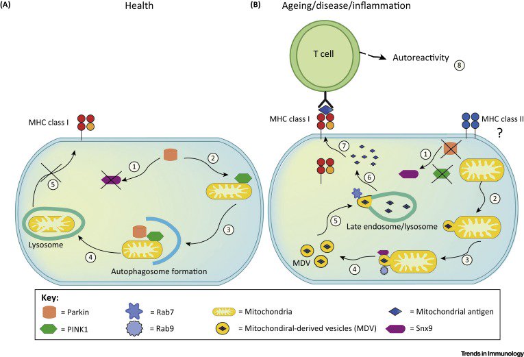 mmw_lmw's tweet photo. Mechanisms of Mitchondrial #AgPresentation with links to #ParkinsonsDisease | MichelaDeleidi @uni_tue @TrendsImmuno https://t.co/oO04hfUSaj https://t.co/42YoI2BJg9