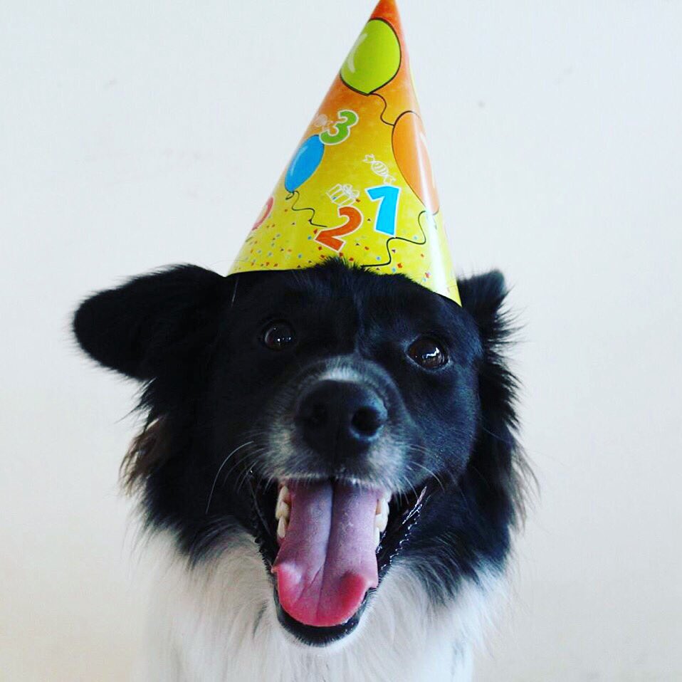 ShopWearRepeat's tweet photo. @shorrtstackkk this is my doggy Otto on his 1st birthday 🐶❤️ https://t.co/TWAHROavvW