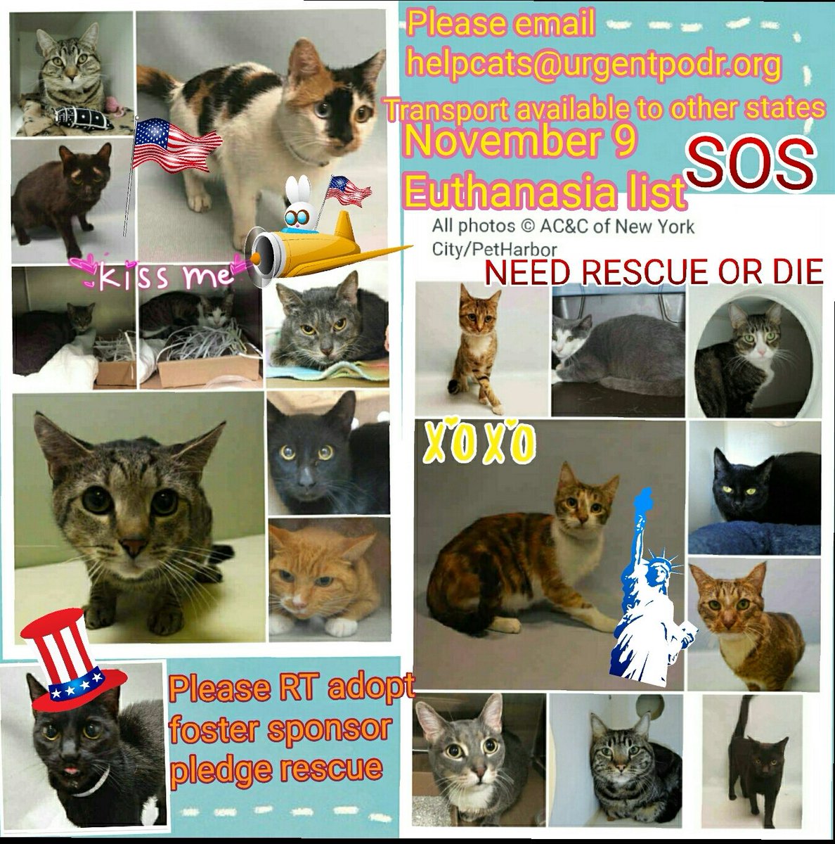 ngremmy's tweet photo. #URGENT 19 #NYC #CATS desperately need our help by 11/8 @ NOON! PLS RT/adopt/foster/pledge! https://t.co/aIWsshwwaA https://t.co/MZEeBguJFg
