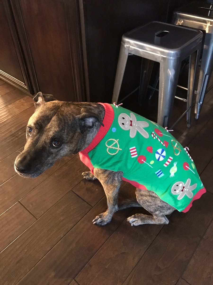 Do Dogs Hate Sweaters