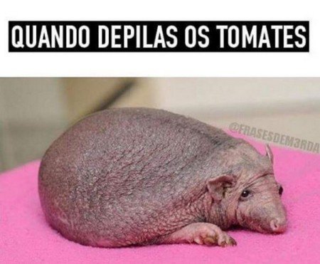 SaborosaNutella's tweet photo. Igualzinho o tomate do meu ficante kkkk
#MemesdelaSemana  #Memesdasemana https://t.co/WlJxlqC5kk