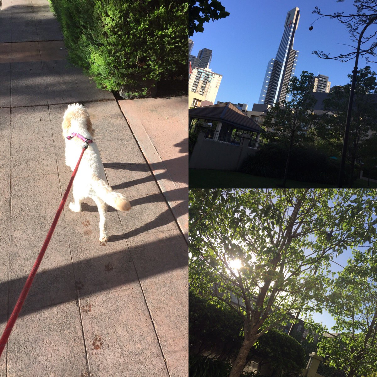 Gorgeous #melbourne #mornings with #millicentruhe #melbournemornings #southbank #eureka #spoodle #ilovemydog #dogsofmelbourne