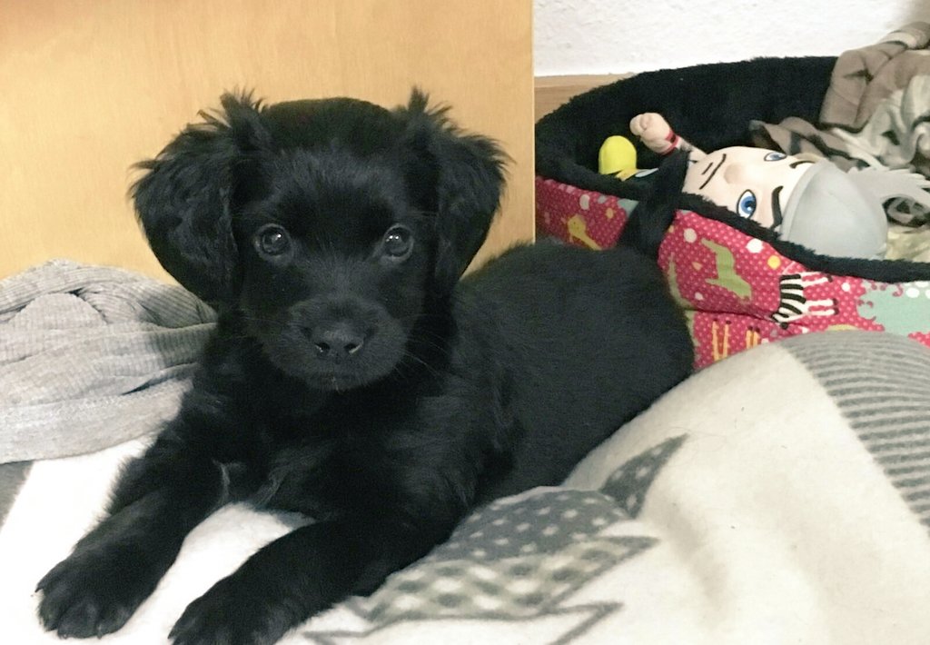 SOSperreraC's tweet photo. Zara 💜 cachorrita encantadora de mes y medio y 1.250gr, por lo que cuando crezca será medianilla
Adopción España
sosperreracordoba@gmail.com https://t.co/gWFnxLChvb