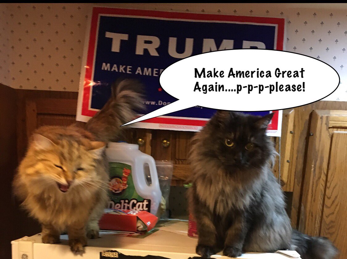 Abomination1349's tweet photo. Anastasia and Rasputin interrupt this Election Eve programming to deliver a special PSA.  😂😂😂😂😂😂
#PetsForTrump @PetsForTrump https://t.co/eqewVH9SGI