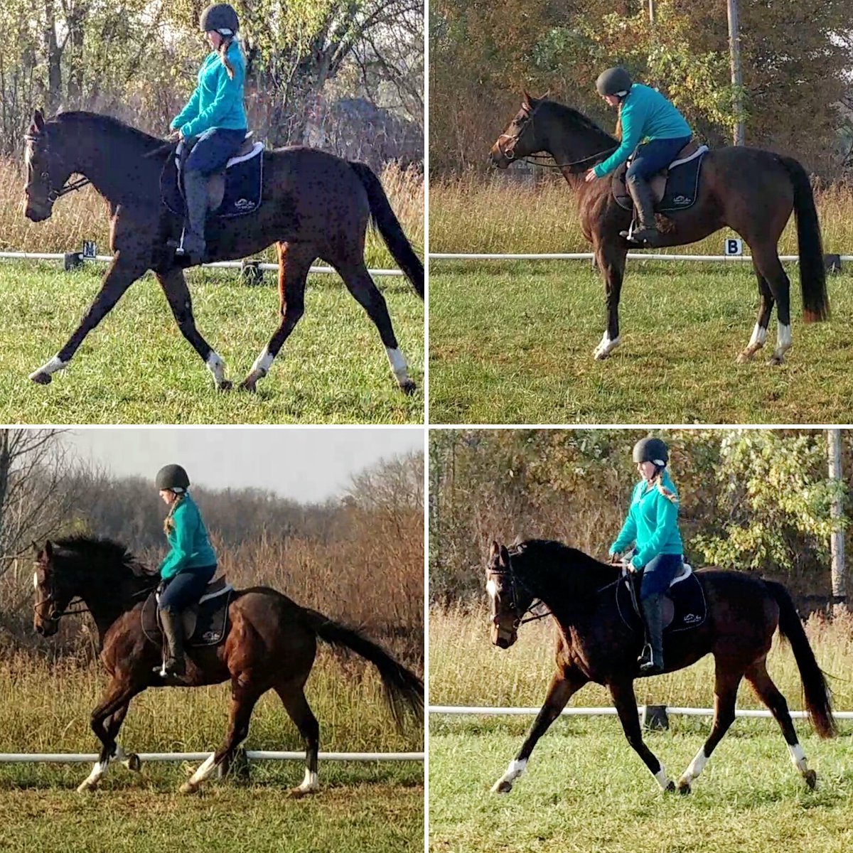 #ProudRoyal #RetiredRacehorseProject2017 #Supremacy #OTTBs 
#BittergreenFarm #nightshiftvettech #ParkEquineHospital