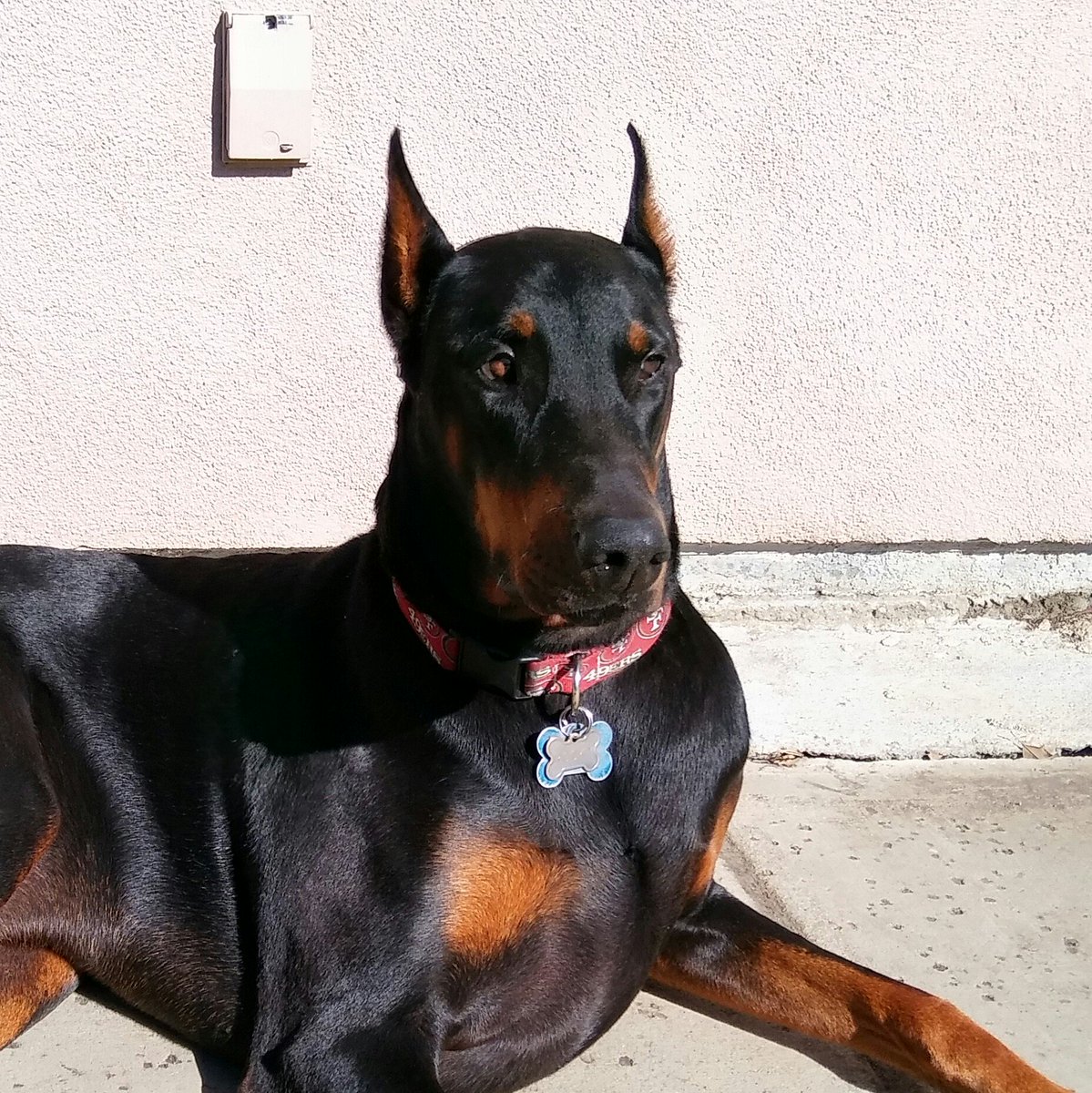TheRockDobie's tweet image. #Rocky the #dobie says that not matter who wins, he will bite #yoass if you bring #hate into his #house ! #USA
#ElectionFinalThoughts