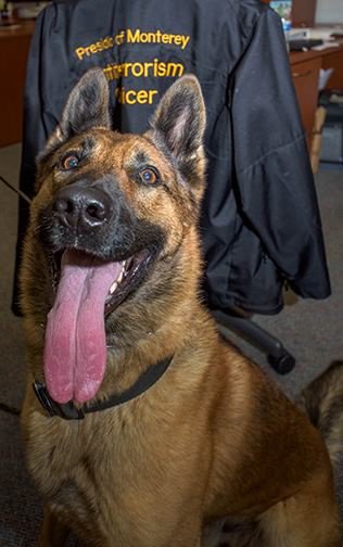 DuttonBooks's tweet photo. Don't miss @MariaGoodavage, author of #SecretServiceDogs, with Sarik the police dog @bookpassage on 11/10 @7PM! https://t.co/EHzI9I4rVk https://t.co/8L5iHgvvF7