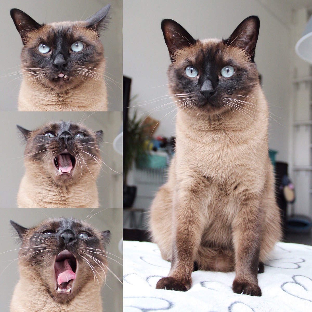 Cola_thecat's tweet photo. The many faces of a good model #catsofinstagram #cat #siamese https://t.co/7HkeTOEOwY
