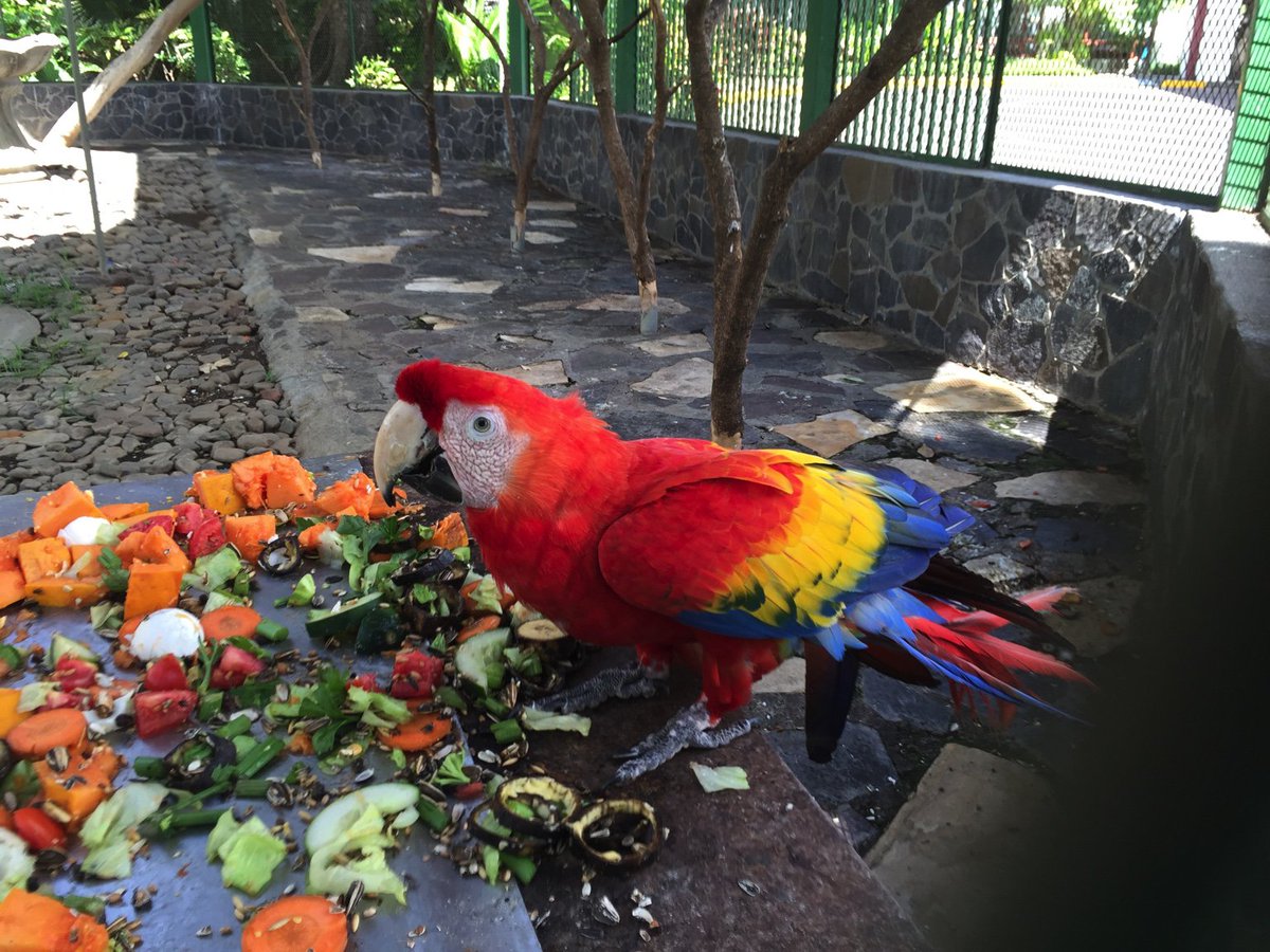 c_itsnowing's tweet photo. Does anyone know what makes a Parrot’s feathers so bright and different colored? https://t.co/WBpPRxBcQZ