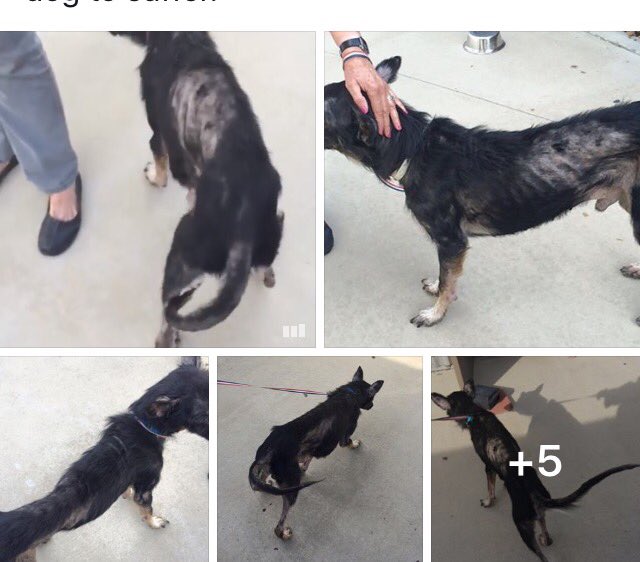 reddogsusie's tweet photo. 🆘🆘🆘MAX IS SAFE FROM MAS! Donations needed for vet care! Pls read &amp; donate if you can!🙏
https://t.co/ydB65Mcf7p https://t.co/yb5PkYfVxo