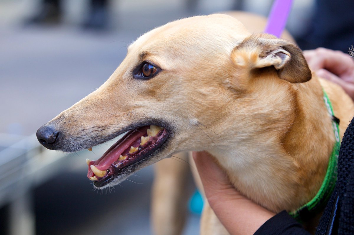 RSPCA Australia tweet media