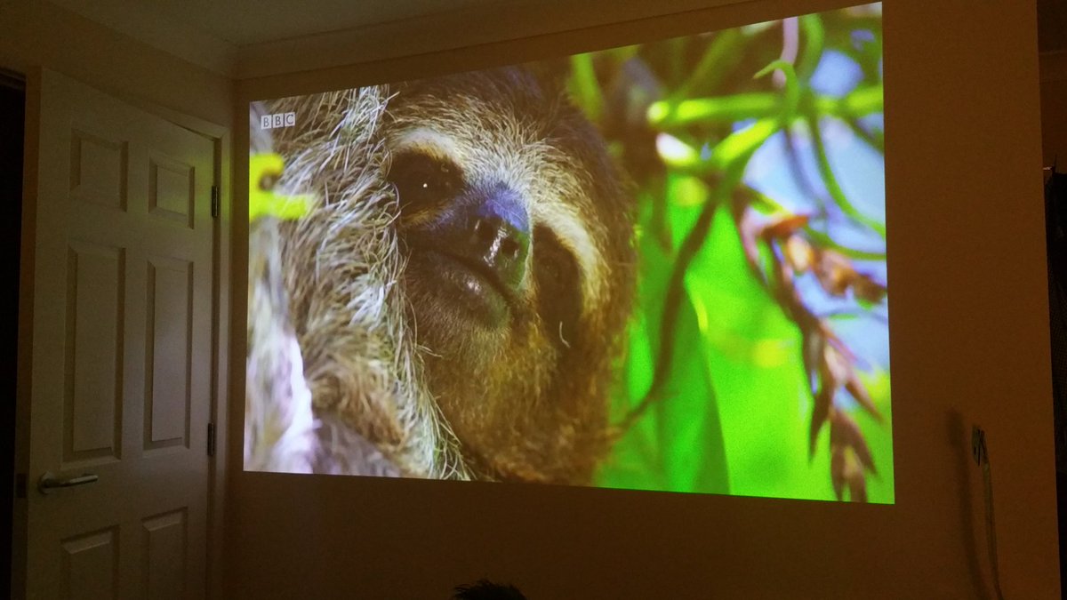 Garden_Cinema's tweet image. A bit late to the #planetearth2 party but thanks to @BBCiPlayer we get to experience #nature at its best #pygmysloth #indoorcinema