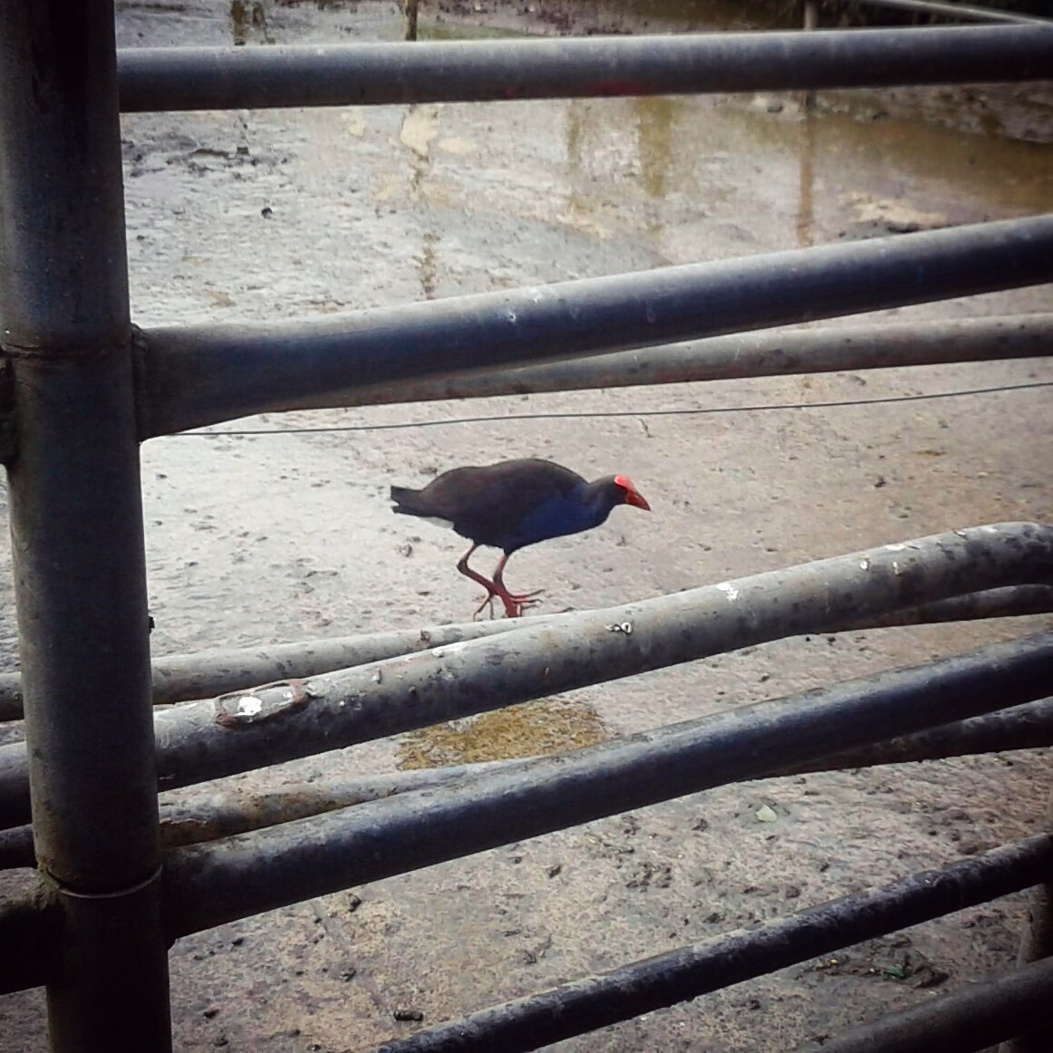 PeskyPukeko's tweet image. This is "Pesky" our resident pukeko bird, "helping" me clean the cow shed today. #pukeko #newzealand #bird