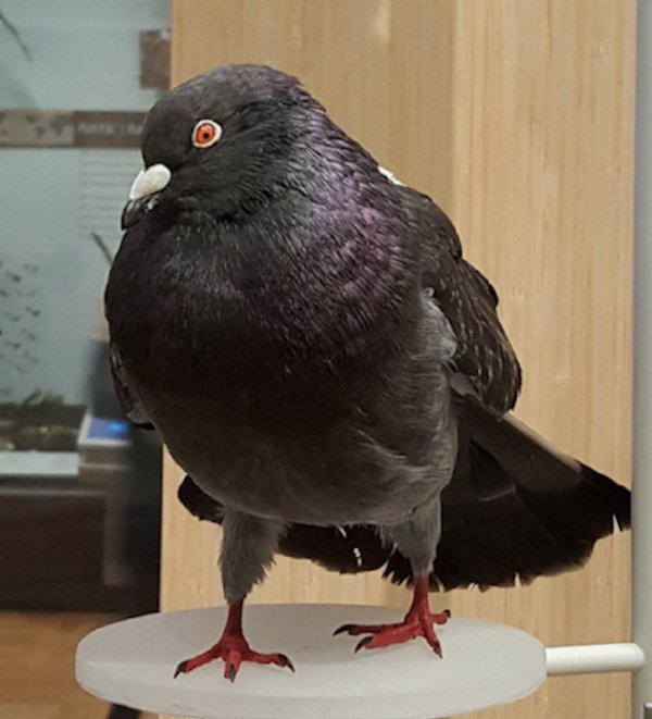 a_london_pigeon's tweet photo. MT @LadyNaturalist This taxidermied pigeon is my #MusFavObject at the Royal Ontario Museum #Canada #lovemuseums Recycled tweet from #May2016 https://t.co/ZbpB4Wzfm4
