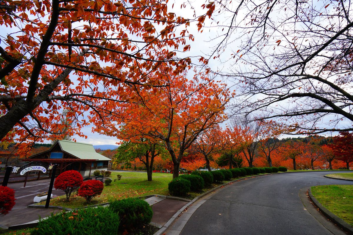 Visitはちのへ 晩秋の八戸公園 こどもの国は 紅葉が綺麗でした こどもの国は 11月6日 日 で今期の営業を終了 青森県内の貴重な遊園地 来年春のオープンが今から待ち遠しいです こどもの国が休みに入ると いよいよ冬の足音を感じます T
